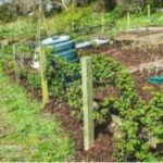 How to make a Trellis for BlackBerry