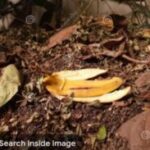 Are Banana Peels Biodegradable?