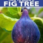 How To Grow Fig Tree In Florida