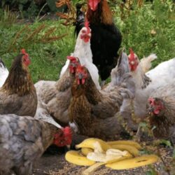 Can chickens eat banana peels?