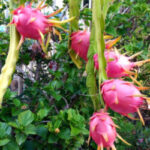 How To Grow Dragon Fruit From Seeds And Cuttings